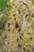 Harvestman (Cosmetidae sp.) being attacked by a group of Ants (Formicidae), Osa Peninsula, Costa Rica.