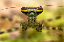Praying mantis (Liturgusa sp.) head portrait, Osa Peninsula, Costa Rica. Focus stacked.