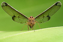 Derbid planthopper (Derbidae) portrait, Osa Peninsula, Costa Rica.