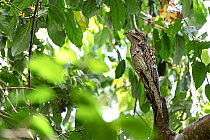 Common potoo (Nyctibius griseus) perched in tree, Osa Peninsula, Costa Rica.