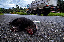 Striped hog-nosed skunk (Conepatus semistriatus) dead on road, Osa Peninsula, Costa Rica.