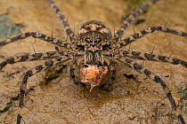 Fishing spider (Trechalea sp.) female, feeding on shrimp prey, Osa Peninsula, Costa Rica. Focus stacked.