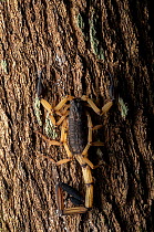 Fat-tailed scorpion (Centruroides bicolor) resting on tree trunk, Osa Peninsula, Costa Rica.