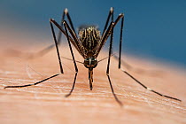 Asian bush mosquito (Aedes japonicus) feeding on human blood, Lucerne, Switzerland. July.