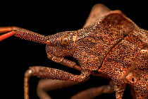 Shield bug (Coreus marginatus) close up portrait,  Lucerne, Switzerland. August. Focus stacked.