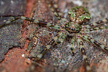 Tree trunk spider (Neotama sp.) camouflaged on tree bark, Osa Peninsula, Costa Rica. Focus stacked.