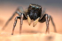 Jumping spider (Heliophanus sp.) portrait, Lucerne, Switzerland. Focus stacked.