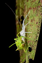 Conehead katydid (Copiphora sp.) recently moulted, resting on leaf, Osa Peninsula, Costa Rica.