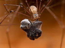 Daddy long-legs spider (Pholcus phalangioides) female, feeding on spider prey, Lucerne, Switzerland. September. Focus stacked.