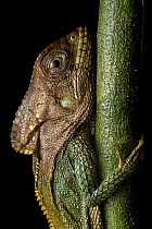 Smooth helmeted iguana (Corytophanes cristatus) portrait, Osa Peninsula, Costa Rica.
