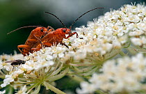 Common red soldier beetles (Rhagonycha fulva) pair mating on flower head, Lucerne, Switzerland. July. Focus stacked.