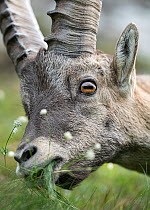 Ibex (Capra ibex) feeding on grass, head portrait, Schwyz, Switzerland. August.