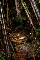 Fer de lance (Bothrops asper) coiled up on forest floor at night, Osa Peninsula, Costa Rica.