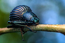 Darkling beetle (Hegemona flibuster) gripping on to plant stem. Osa Peninsula, Costa Rica.