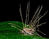Moth (Lepidoptera) infected by Cordyceps fungus Osa Peninsula, Costa Rica.