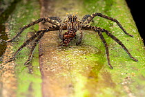 Fishing spider (Cupiennius coccineus) holding its prey, Osa Peninsula, Costa Rica.