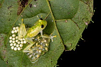 Reticulated glass frog (Hyalinobatrachium valerioi) male, guarding egg mass, Osa Peninsula, Costa Rica.