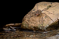 Fishing spider (Trechalea sp.) female, resting on a rock at water's edge, feeding on shrimp prey, Osa Peninsula, Costa Rica.