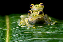 Reticulated glass frogs (Hyalinobatrachium valerioi) pair in amplexus, Osa Peninsula, Costa Rica.