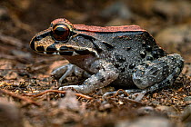Savage's thin-toed frog (Leptodactylus savagei) juvenile, portrait, Osa Peninsula, Costa Rica.