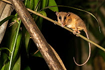 Mexican mouse opossum (Marmosa mexicana) walking along branch in forest at night, Osa Peninsula, Costa Rica.