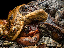 Common toad (Bufo bufo) attempting to grab onto pair of Common frogs (Rana temporaria) in amplexus, Lucerne, Switzerland. March. Focus stacked.