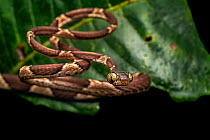 Blunthead tree snake (Imantodes cenchoa) hunting at night, Osa Peninsula, Costa Rica.