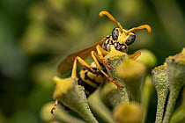 European paper wasp (Polistes dominula) feeding on pollen, Lucerne, Switzerland. July.