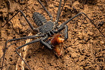 Whipspider (Paraphrynus sp.) clutching its cricket (Gryllidae) prey, Osa Peninsula, Costa Rica.