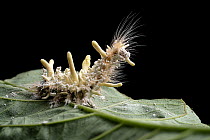 Caterpillar infected by Cordyceps fungus, Osa Peninsula, Costa Rica.