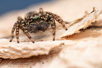 Jumping spider (Marpissa muscosa) male, portrait, Lucerne, Switzerland. Focus stacked.