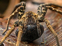 Wandering spider (Ancylometes bogotensis) female,  carrying an egg sac, Osa Peninsula, Costa Rica.