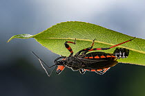Assassin bug (Rhynocoris annulatus) female, laying eggs on underside of leaf, Lucerne, Switzerland. June. Focus stacked.