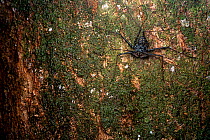 Whip spider (Paraphrynus sp.) resting on tree trunk at night, Osa Peninsula, Costa Rica.