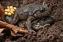 Midwife toads (Alytes obstetricans) pair in amplexus, fertilising the eggs, Lucerne, Switzerland. April. Focus stacked.
