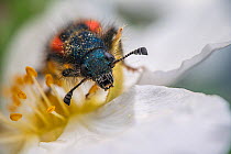 Soldier beetle (Trichodes alvearius) resting on flower covered in pollen, Lucerne, Switzerland. December. Focus stacked.