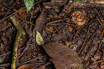 White-tailed hognose viper (Porthidium porrasi) coiled up on forest floor, Osa Peninsula, Costa Rica.