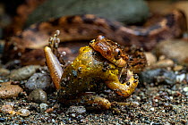 Northern cat-eyed snake (Leptodeira septentrionalis) swallowing Tree frog (Boana sp.) prey, Osa Peninsula, Costa Rica.