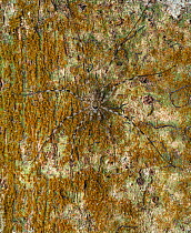 Long-legged water spider (Trechalea sp.) camouflaged on lichen, Osa Peninsula, Costa Rica.