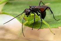 Spider wasp (Caliadurgus fasciatellus) with paralysed Huntsman spider (Micrommata virescens) prey, Lucerne, Switzerland. July.