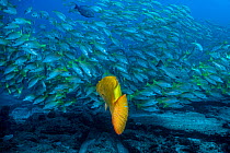Leopard grouper (Mycteroperca rosacea) swimming towards a large school of Yellow snapper / Amarillo snapper (Lutjanus argentiventris) in the protected waters of Cabo Pulmo, Baja California Sur, Mexico...