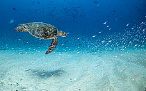 Green turtle (Chelonia mydas) swimming through a school of Glassfish (Chanda sp.), with a large number of other reef fish visible in background. Cabo Pulmo, Baja California Sur, Mexico, Pacific Ocean....