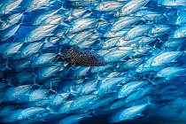 Starry-bodied guinea fowl pufferfish (Arothron meleagris) swimming among a huge shoal of Jackfish (Caranx sexfasciatus) Cabo Pulmo, Baja California Sur, Mexico, Pacific Ocean.