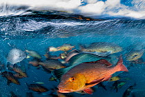 Red snapper (Lutjanus bohar) in foreground and other reef fish in background including Napoleon wrasse (Cheilinus undulatus) feeding on discarded fish, Misool, Raja Ampat, Indonesia, Pacific Ocean