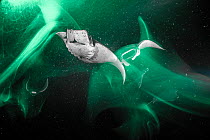 Munk's devil rays (Mobula munkiana) juveniles, feeding on plankton at night, attracted to the green light hanging from a boat, Espiritu Santo Island, Baja California Sur, Mexico, Pacific Ocean.