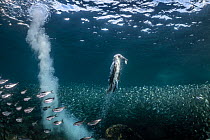 Blue-footed booby (Sula nebouxii) swimming up towards the surface with Sardine (Sardina sp.) prey in mouth, with shoal beneath, Espiritu Santo Island, Baja California Sur, Mexico, Pacific Ocean. Bird...