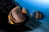 Two Cortez angelfish (Pomacanthus zonipectus) swimming over reef, Cabo Pulmo National Park, Baja California Sur, Mexico, Pacific Ocean.