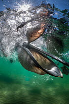Two Brown pelicans (Pelecanus occidentalis) diving underwater to scoop up discarded fish, Magdalena Bay, Baja California Sur, Mexico, Pacific Ocean.