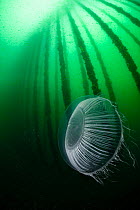 Crystal jellyfish (Aequorea victoria) drifting past mussel farming lines, Shetland, Scotland, UK, North Sea. July.