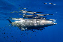 Shoal of fish sheltering around the floating carcass of a beaked whale (Ziphiidae), Eastern Pacific Ocean.